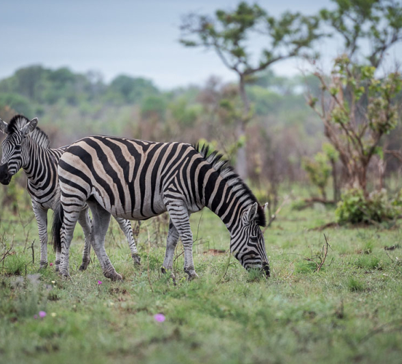 Mike Palmer Zebra1 Mike Palmer Zebra1