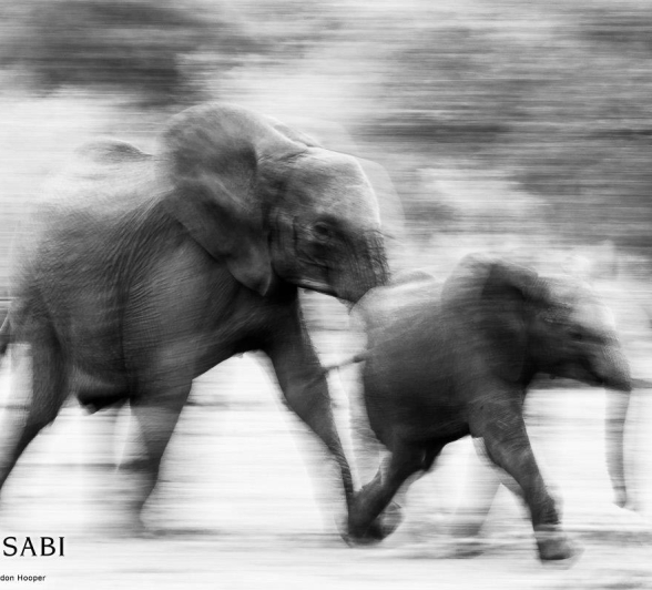 21Sheldon Hooper Elephant Blur 2 Final 21Sheldon Hooper Elephant Blur 2 Final