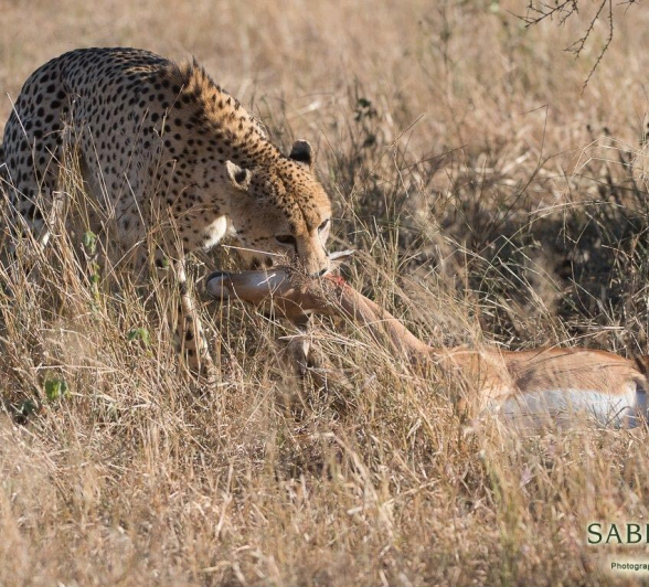 16Terry Ennever Cheetah 11617 Final