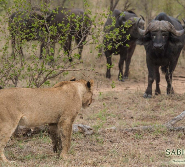 04Terry Ennever Lion Buffalo 1 Final 04Terry Ennever Lion Buffalo 1 Final