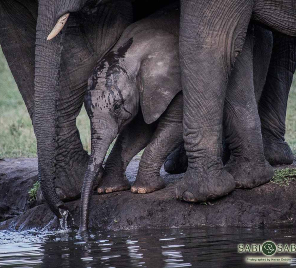 21Kevan Dobbie Elephant 180218 2 Final