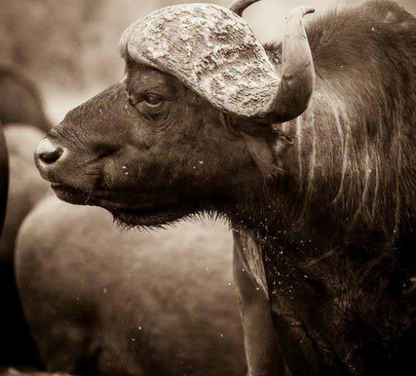 12Terry Ennever Buffalo 18218 1 Final