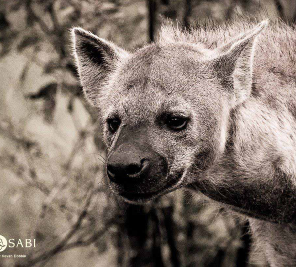 17Kevan Dobbie Spotted Hyena 240318 Final 17Kevan Dobbie Spotted Hyena 240318 Final