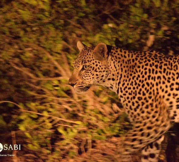 17Bianca Theron Unknown Female Leopard 1 Final 17Bianca Theron Unknown Female Leopard 1 Final