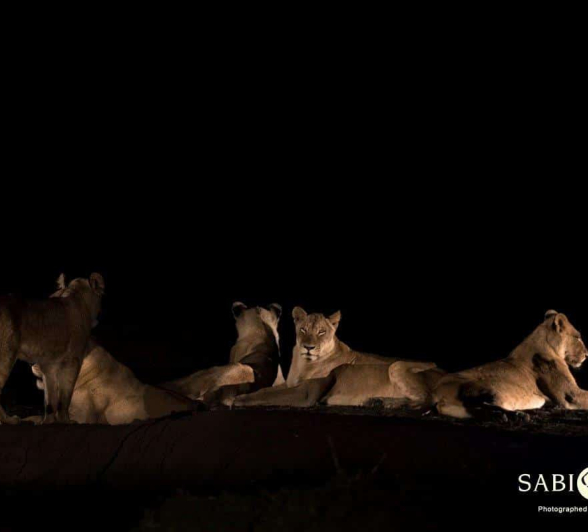 37Francois Malan SP Hunt 2018906 2 Of 2 Final