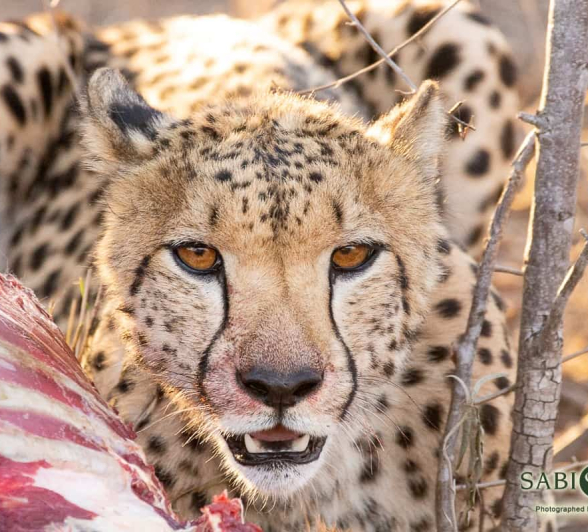 09Frederik Aucamp Cheetah 31 10 2018 2 Final