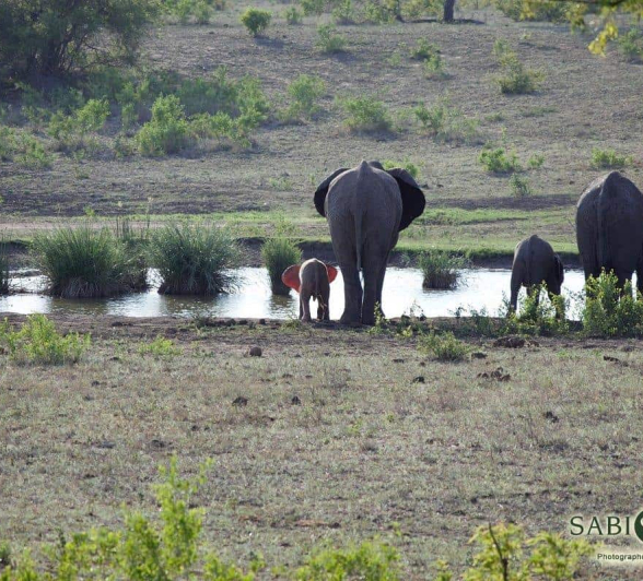 44Maryke Nel Ele Waterhole 1 Final 44Maryke Nel Ele Waterhole 1 Final
