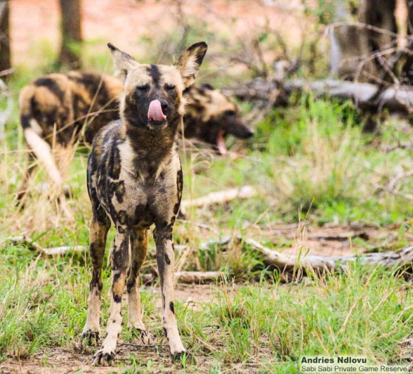 16andries Ndlovu Wild Dog 251119 Final 16andries Ndlovu Wild Dog 251119 Final