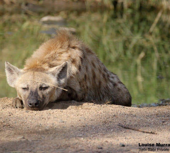 38Louise Murray Hyena 23032020 Final 38Louise Murray Hyena 23032020 Final