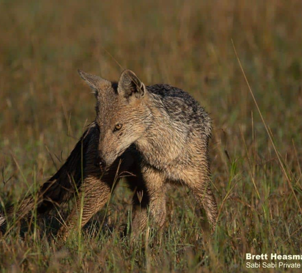 09Brett Heasman Jackal 22042020 3 Final