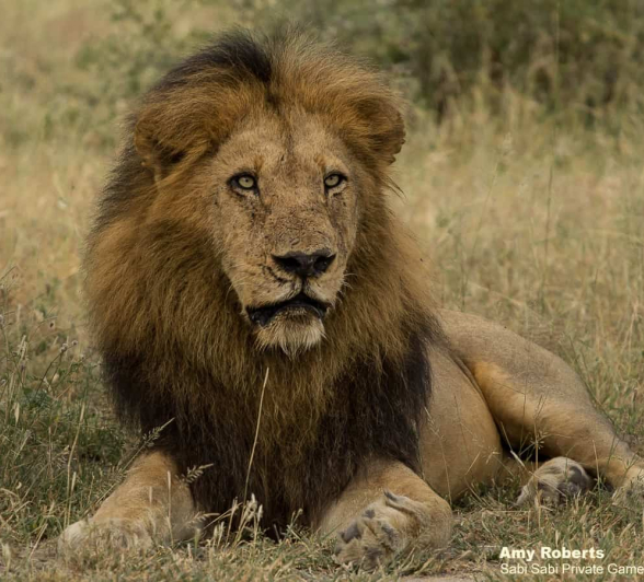 03Amy Roberts Lion 4 Birmingham 220320 Final