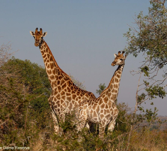 06Amy Leigh GIraffe 1 180721 Final