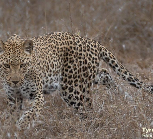 A27Tyron Van Der Walt Kigelia 011021 3 Final