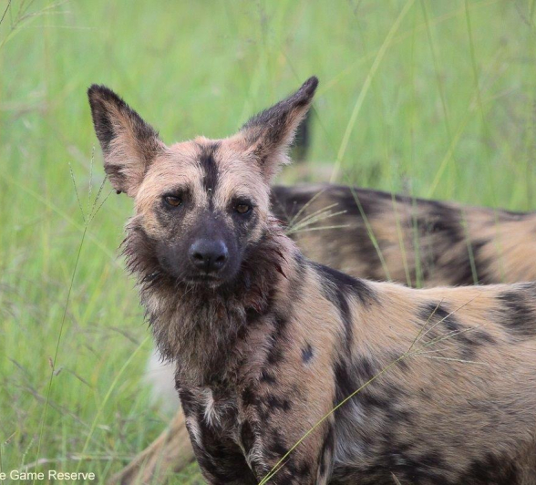 A38Erin Herbst Wild Dog 2 230122 Final