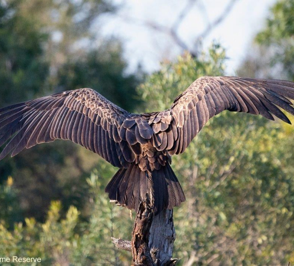 A36ronald Mutero White Backed Vulture 29052022 Final A36ronald Mutero White Backed Vulture 29052022 Final