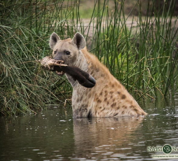 08Kevan Dobbie Hyena Fem 2311.3 Final 08Kevan Dobbie Hyena Fem 2311.3 Final