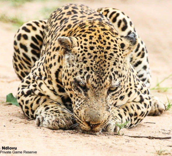07andries.ndlovu Leopard.xivonakele 23.2.20 2 Final 07andries.ndlovu Leopard.xivonakele 23.2.20 2 Final