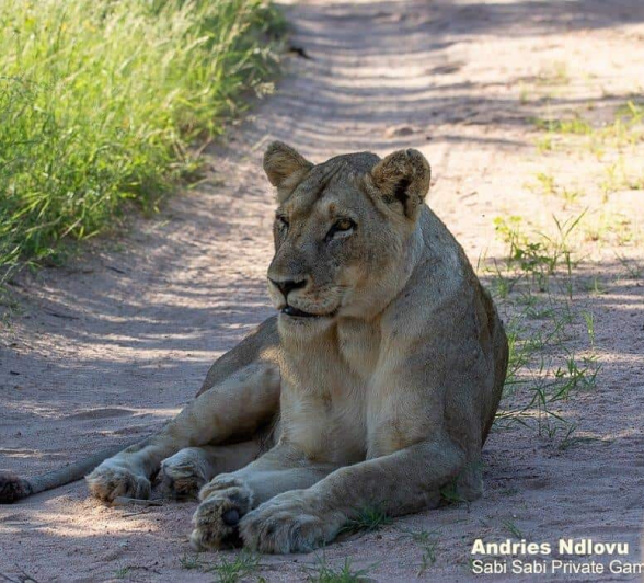 13andries Lioness.styx .301220 1 Final 13andries Lioness.styx .301220 1 Final