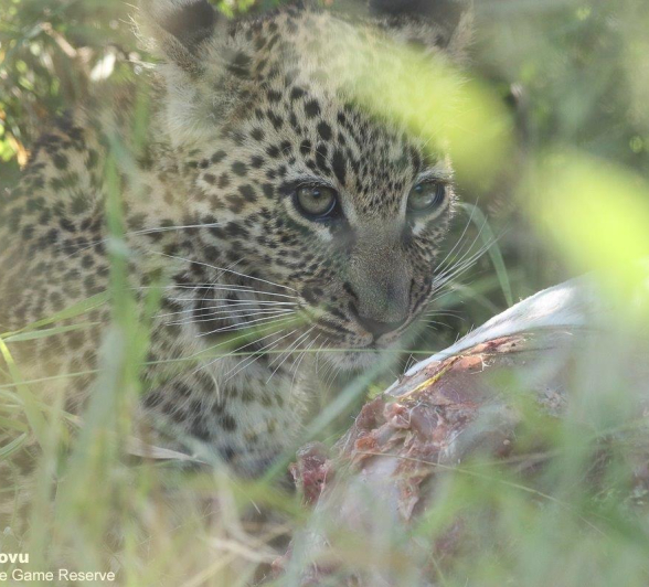 21andries Leopard.ntsumicub 240321 3 Final 21andries Leopard.ntsumicub 240321 3 Final