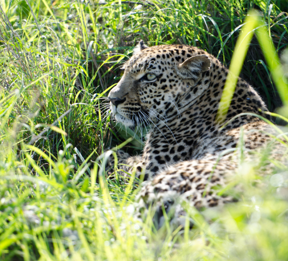 Little Bush Female 3 Little Bush Female 3