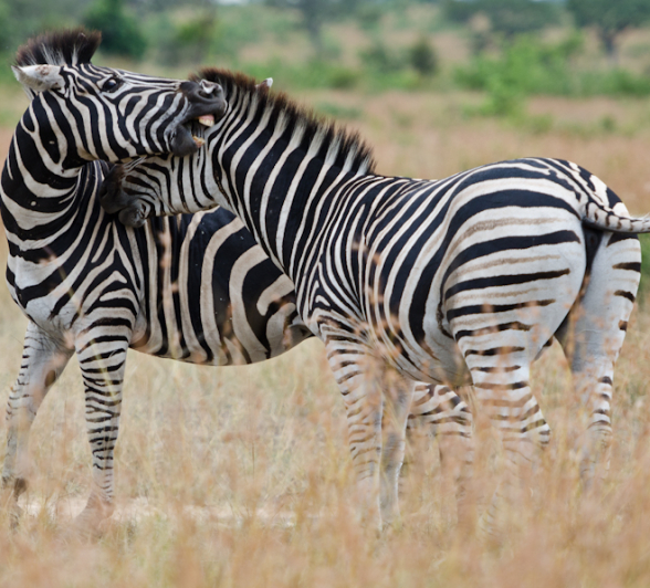 Zebra Fight 5 Zebra Fight 5