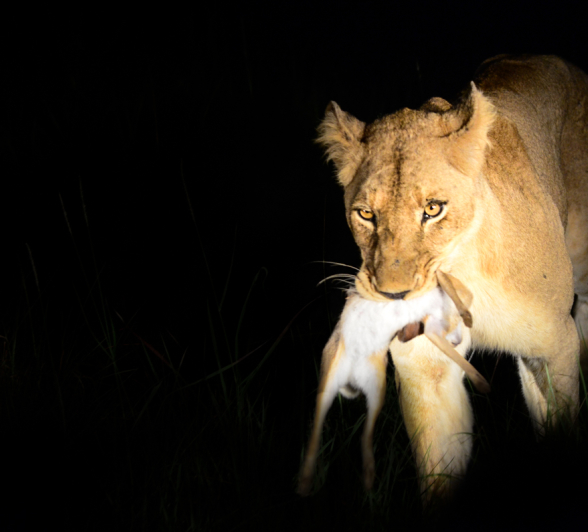 Lioness Hare2 Lioness Hare2