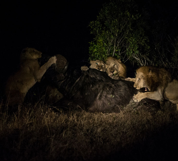 Lion Vs Buffalo 8 Lion Vs Buffalo 8