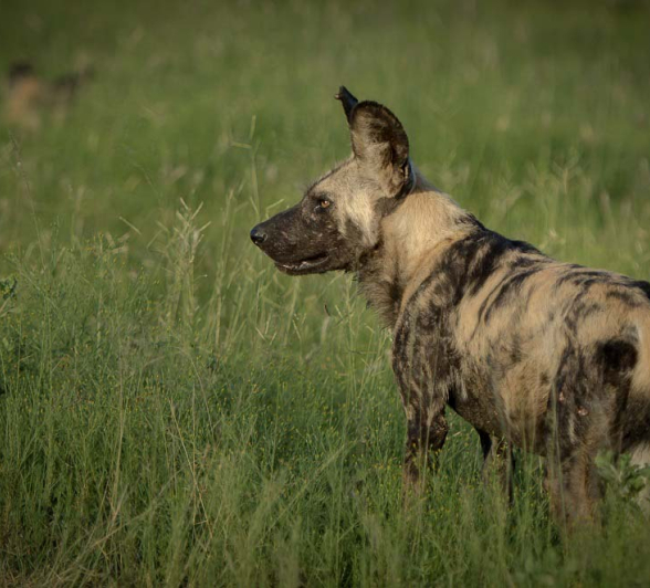 Mike L Wild Dog 3 Mike L Wild Dog 3