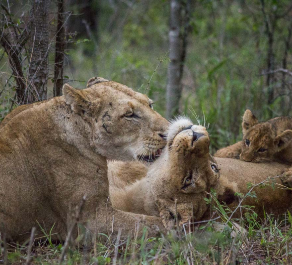 22Franscois Rosslee Spcub2 1