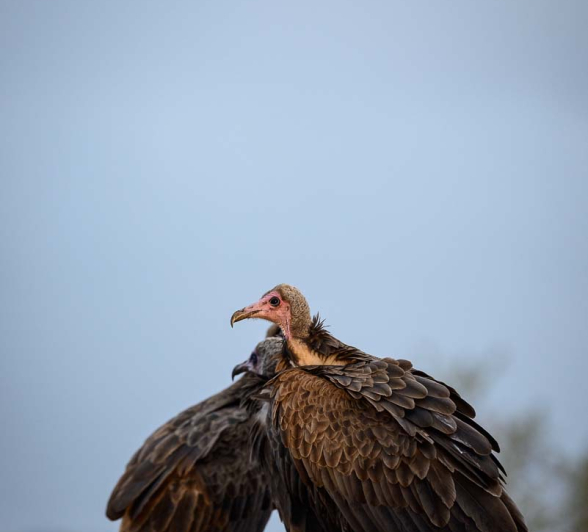 21Mike Palmer Hooded Vultures 170616 21Mike Palmer Hooded Vultures 170616