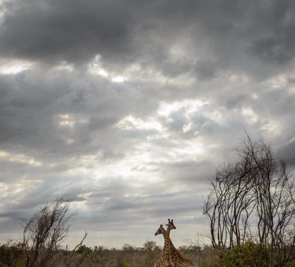 17Mike Palmer Giraffe 310716 1 17Mike Palmer Giraffe 310716 1