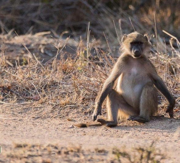 06Sheldon Hooper Baboon 2 Final 06Sheldon Hooper Baboon 2 Final