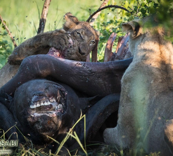 31Terry Ennever Lions 11117 3 Final