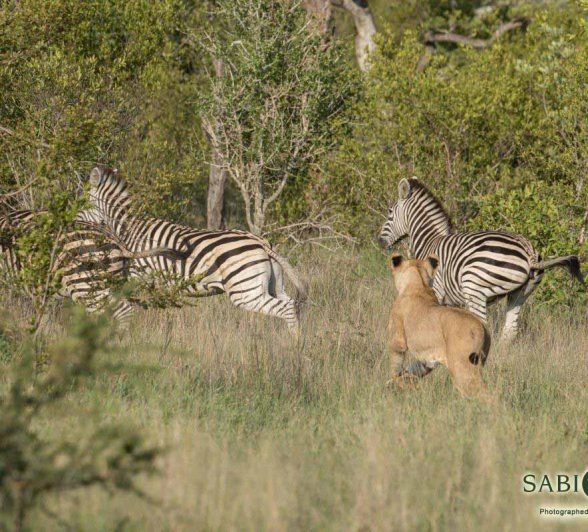 05Kyle 6 Feb Sp Hunt Zebra 1 Final 05Kyle 6 Feb Sp Hunt Zebra 1 Final