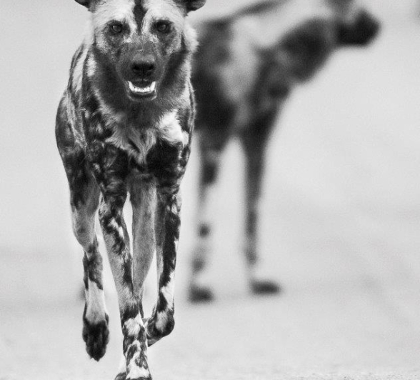 14Terry Ennever Wild Dogs 201878 1 Final 14Terry Ennever Wild Dogs 201878 1 Final