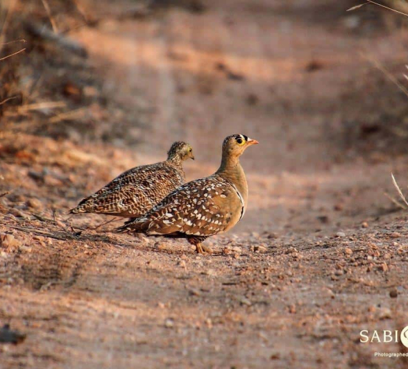 45Conrad Zeelie Double Banded Sandgrouse Final 45Conrad Zeelie Double Banded Sandgrouse Final