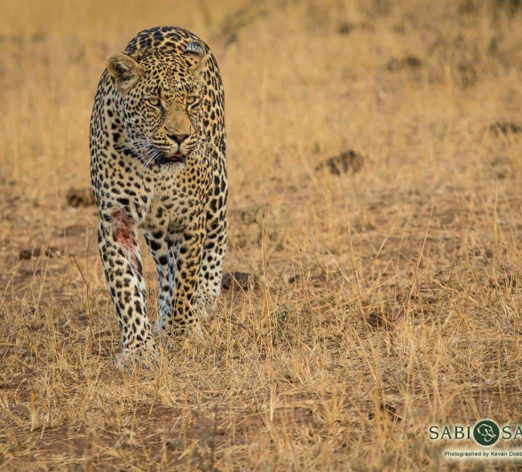 24Kevan Dobbie Leopard Male Unknown 020818 4 Final 24Kevan Dobbie Leopard Male Unknown 020818 4 Final