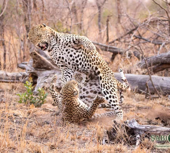 07Frederik Aucamp Msuthlu And WD Mating 6 Final