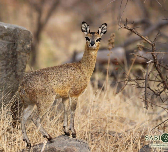 02Louise Murray Klipspringer 06082018 1 Final