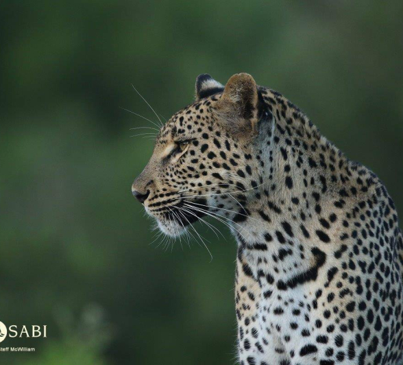 02Steff McWilliam Blog01 Final