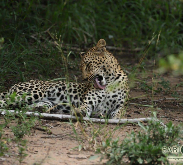 09Steff McWilliam Ntsumi 3 26 03 19 Final