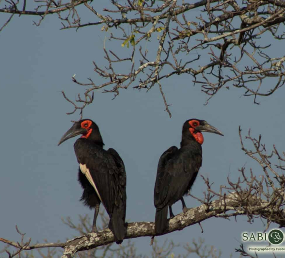 04Frederik Aucamp Southern Ground Hornbill Final 04Frederik Aucamp Southern Ground Hornbill Final
