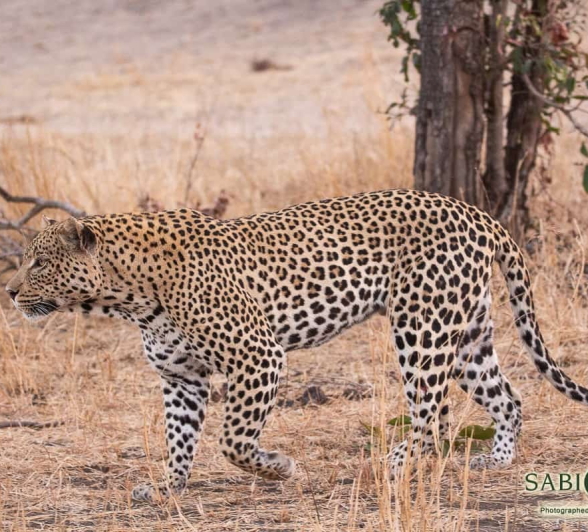10 Frederik Aucamp White Dam Male Leopard 14 08 2019 FINAL 10 Frederik Aucamp White Dam Male Leopard 14 08 2019 FINAL