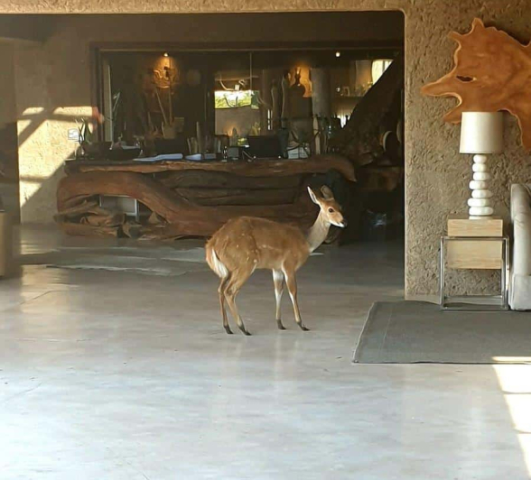 29Alta Du Toit Bushbuck EL 4 Final 29Alta Du Toit Bushbuck EL 4 Final