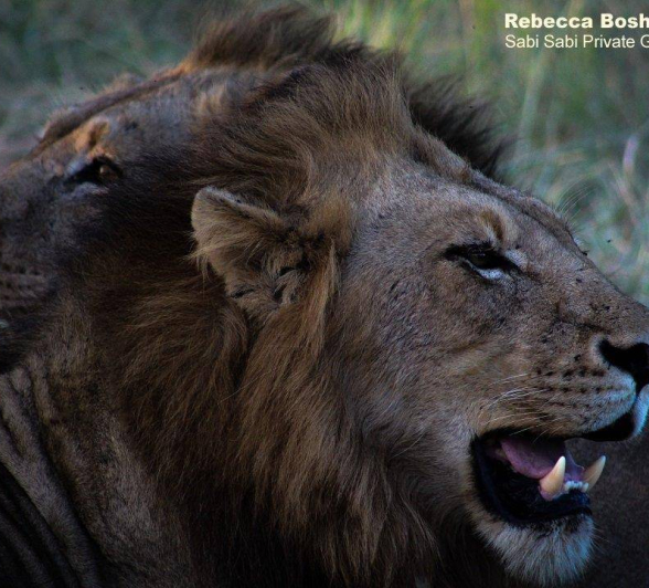 08Rebecca Boshoff Lion Kill 10 1 Of 1 Final 08Rebecca Boshoff Lion Kill 10 1 Of 1 Final