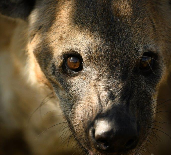 25Ally Ross 20200624 Hyena 01 Final 25Ally Ross 20200624 Hyena 01 Final