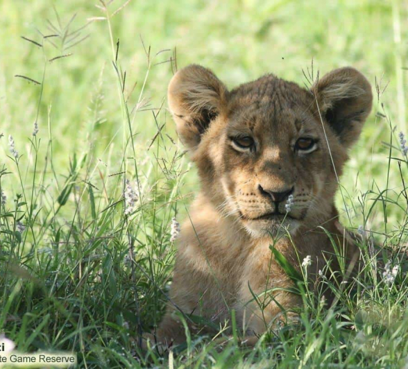 21Marco Vietti Mhangeni 2 040121  Final