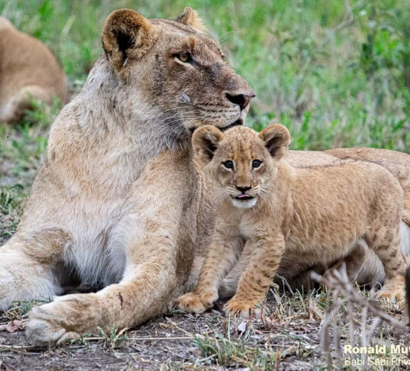 13ronald Mutero Sp And Cubs 27112020  14 Final