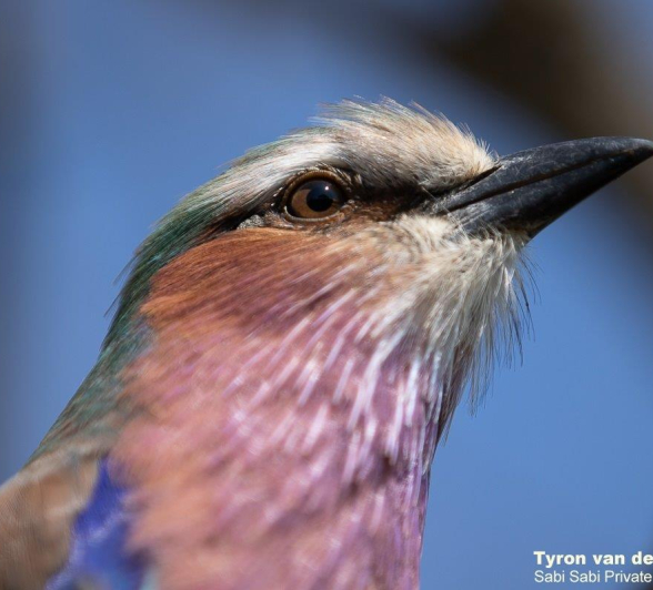 07Tyron Van Der Walt Lilac Breasted Roller 300320 2 Final