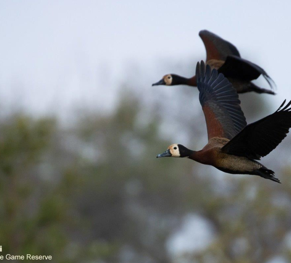 A05Marco Vietti White Faced Whistling Duck 071021 Final A05Marco Vietti White Faced Whistling Duck 071021 Final